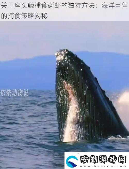 關(guān)于座頭鯨捕食磷蝦的獨(dú)特方法