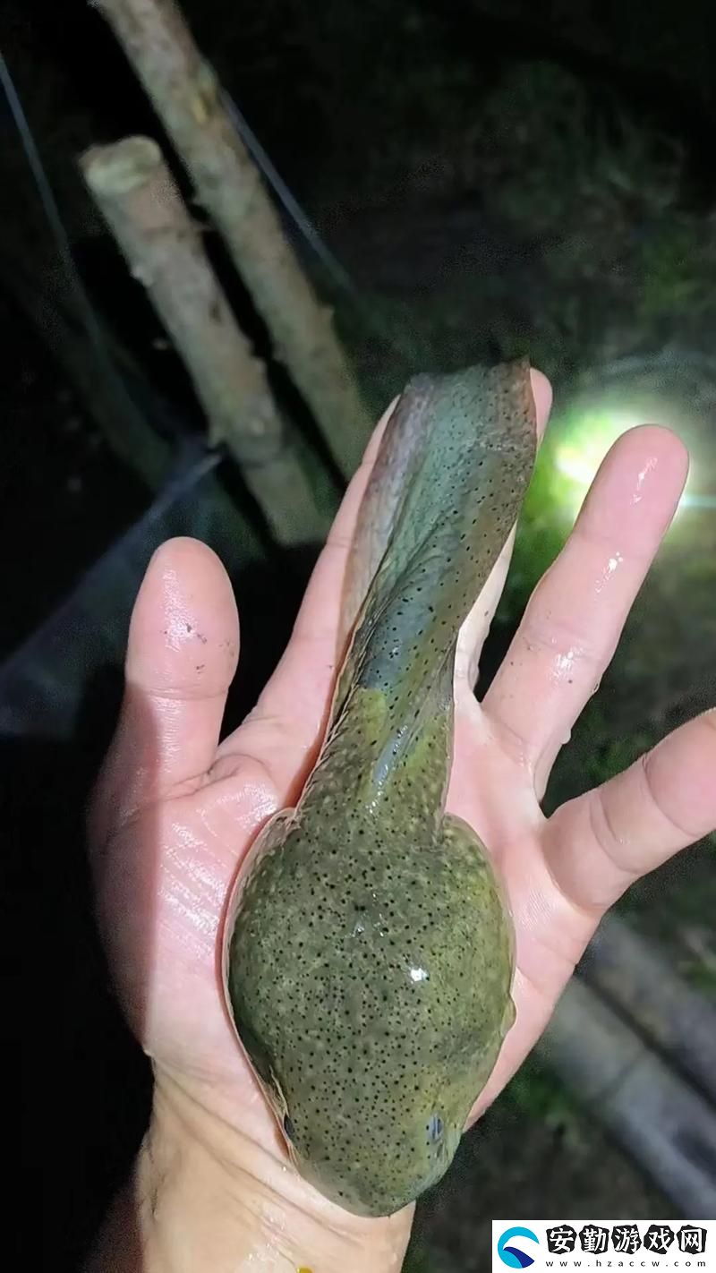 探索國產91精品秘?入口蝌蚪的魅力與潛能