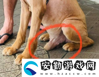 狗狗東西又硬又長(zhǎng)