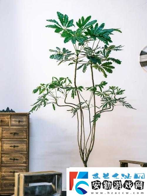 原神孔雀木獲取攻略揭秘！輕松拿到這朵絢麗精靈花